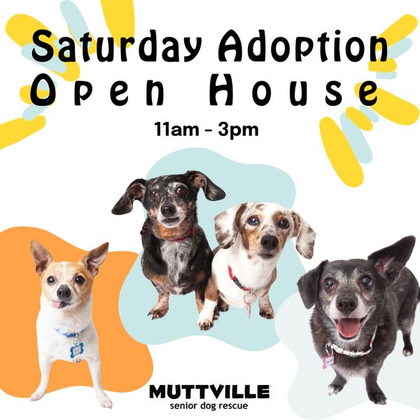 Adoption Event at Muttville HQ