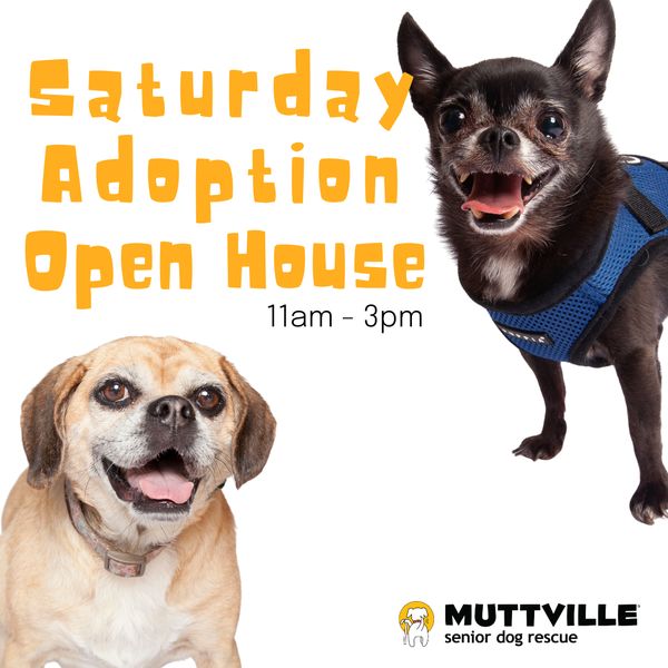 Adoption Event at Muttville HQ