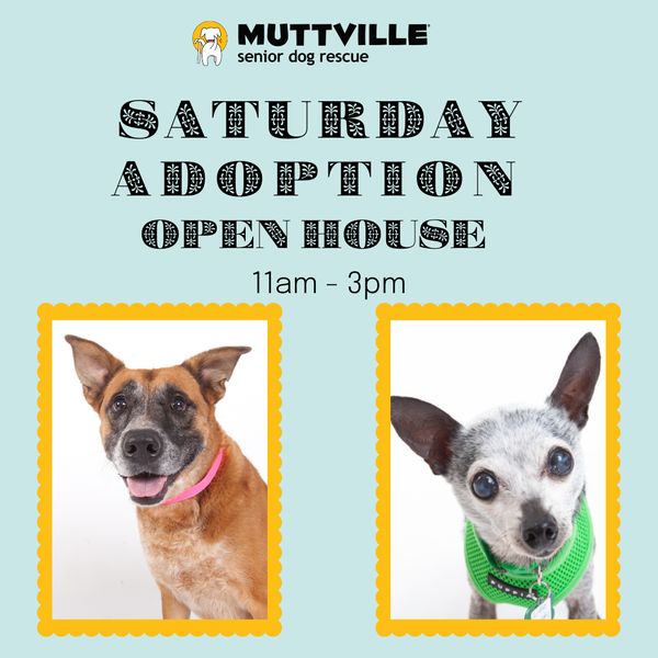 Adoption Event at Muttville HQ