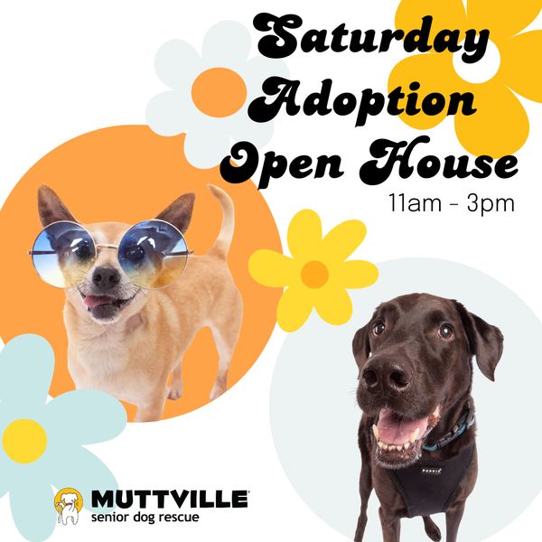 Adoption Event at Muttville HQ