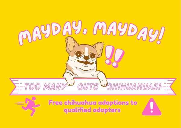 Mayday, Mayday Chihuahuathon in Progress!