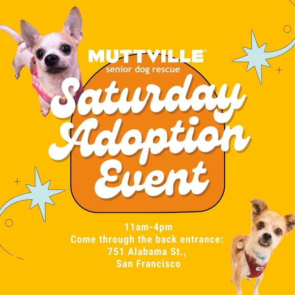 Adoption Event at Muttville HQ