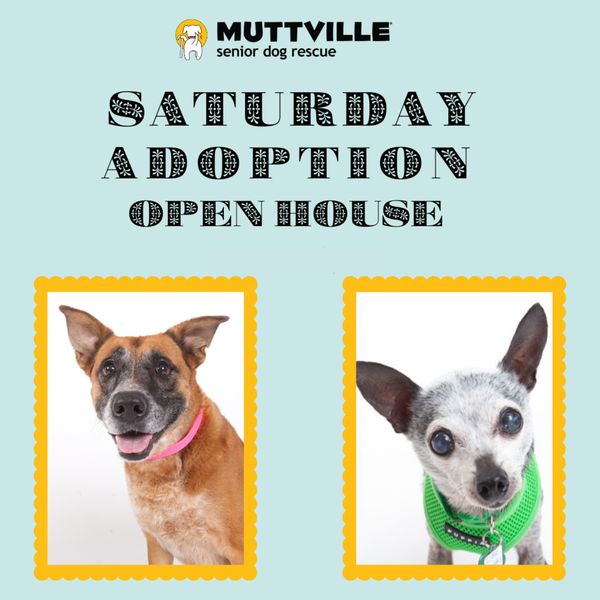 Adoption Event at Muttville HQ