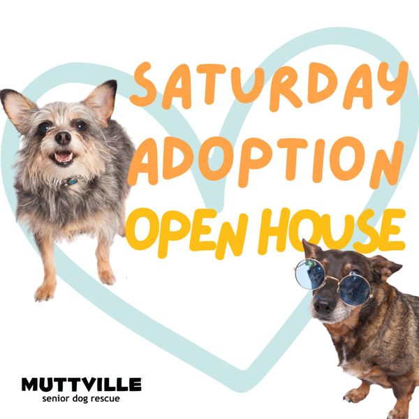 Adoption Event at Muttville HQ