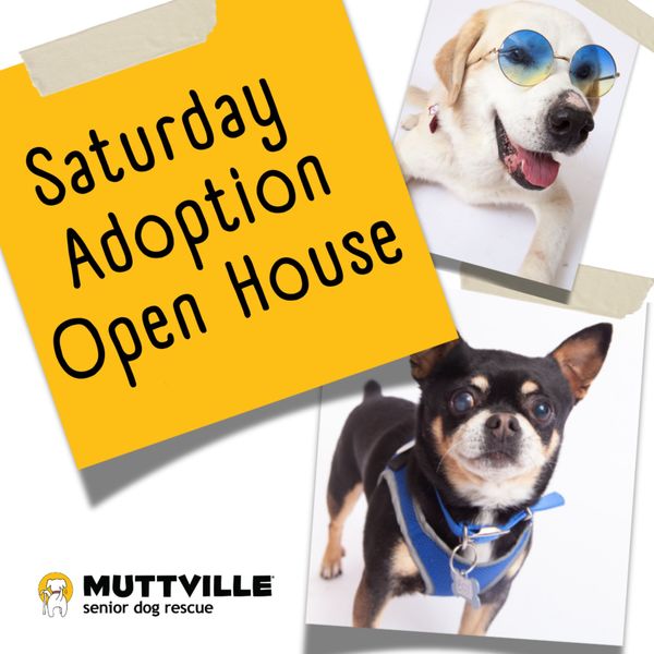 Adoption Event at Muttville HQ