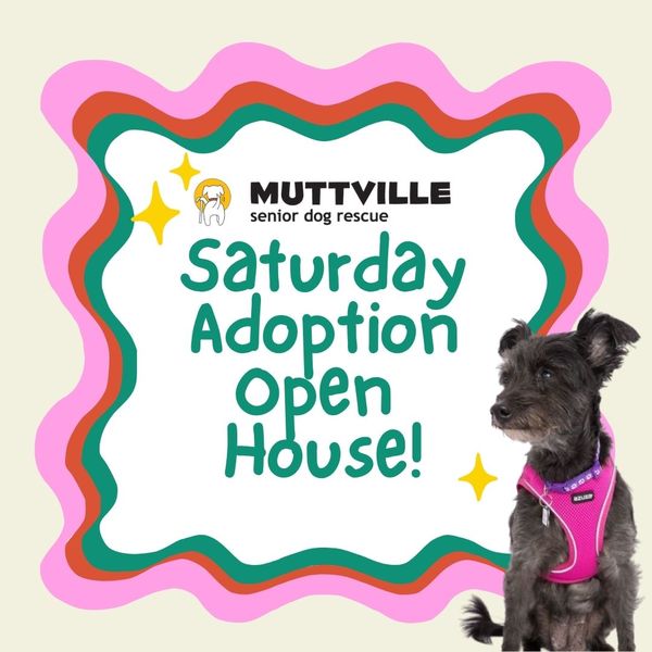 Adoption Event at Muttville HQ