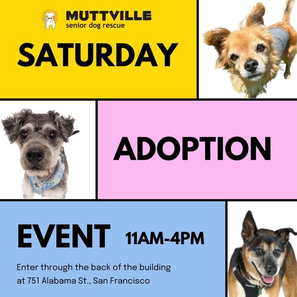 Adoption Event Muttville HQ