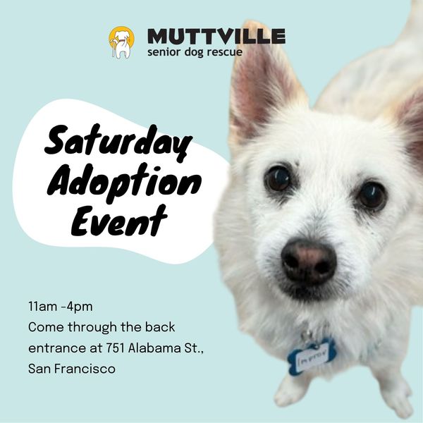 Adoption Event Muttville HQ