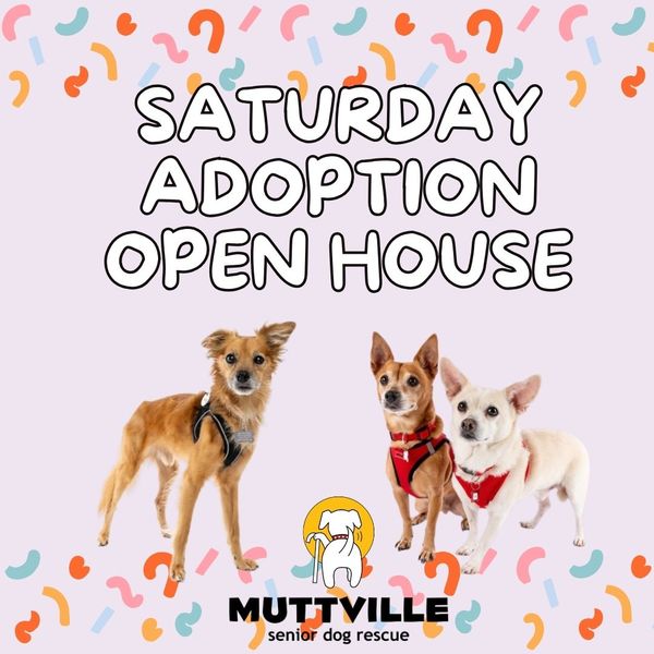 Adoption Event at Muttville HQ