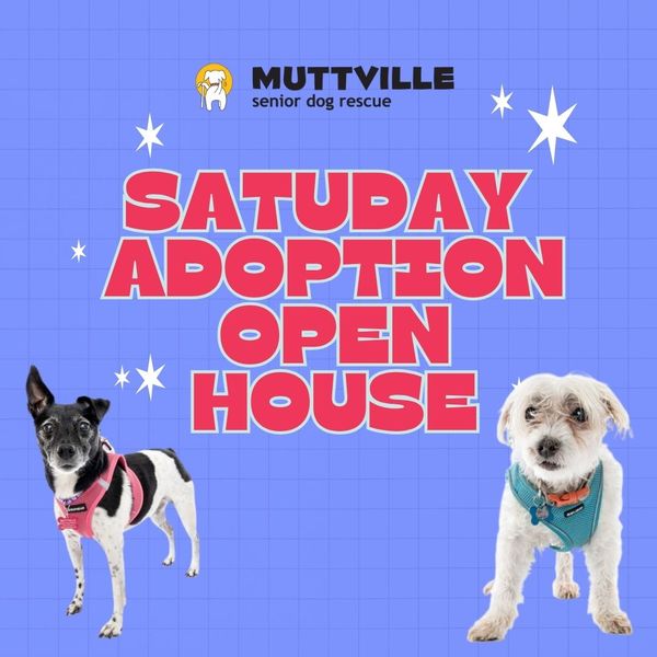 Adoption Event at Muttville HQ