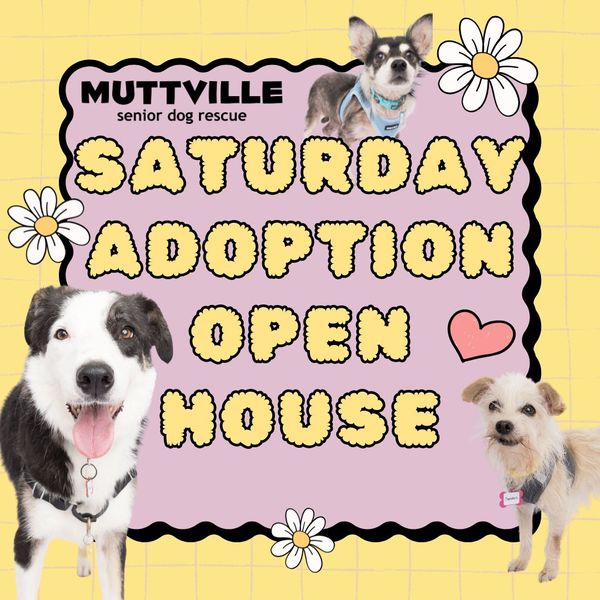 Adoption Event at Muttville HQ