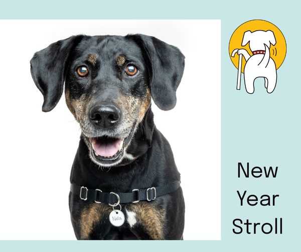 A New Year Stroll at Fort Funston