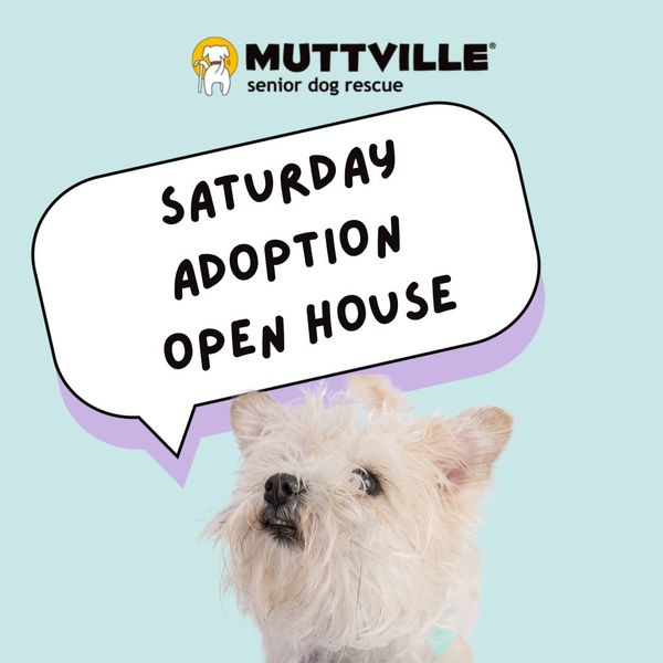 Adoption Event at Muttville HQ