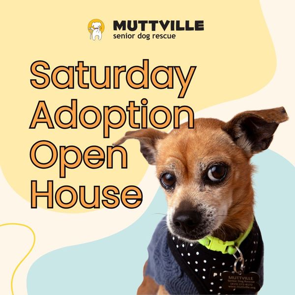 Adoption Event at Muttville HQ