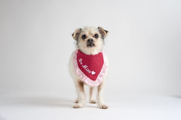 The Foggy Dog Adoption Event