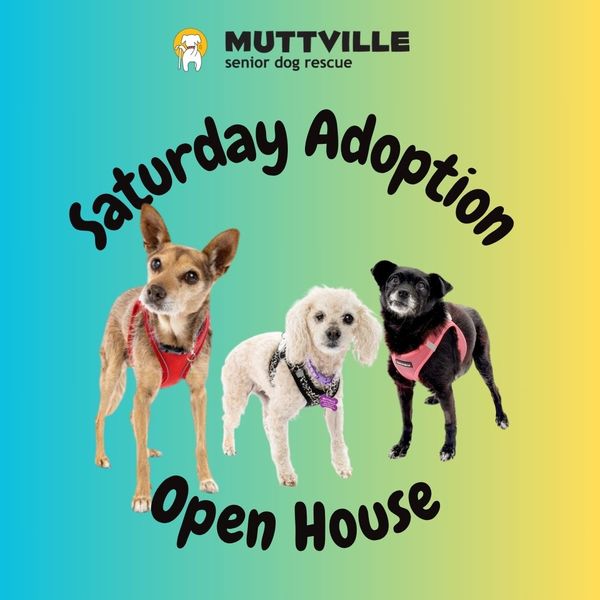Adoption Event at Muttville HQ