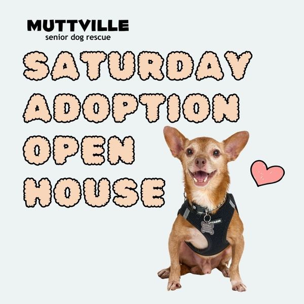 Adoption Event at Muttville HQ