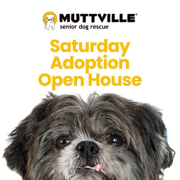 Adoption Event at Muttville HQ