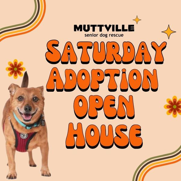 Adoption Event at Muttville HQ