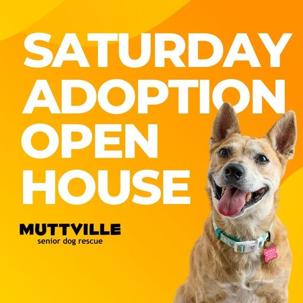 Adoption Event at Muttville HQ