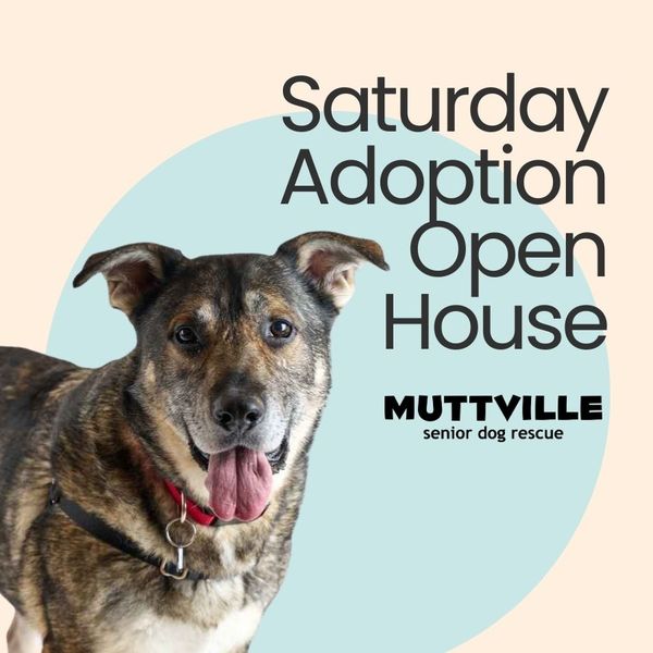 Adoption Event at Muttville HQ